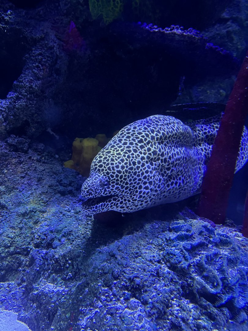 Leopard moray eel 8.7.24