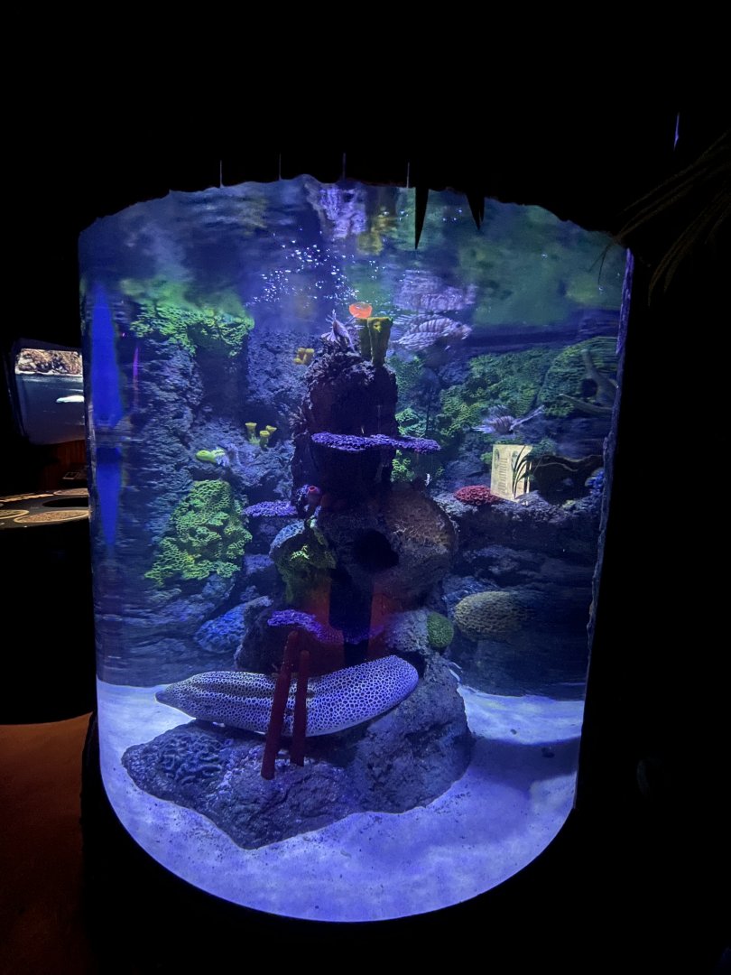 Leopard moray eel and lion fish tank 8.7.24