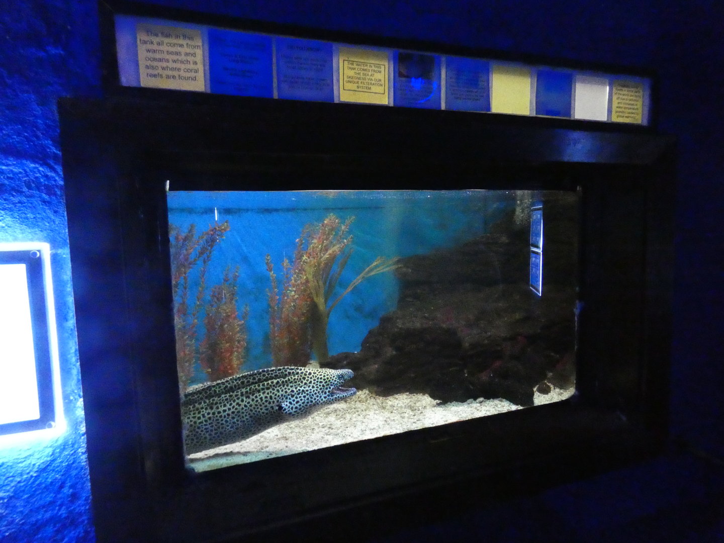 Leopard moray eel enclosure
