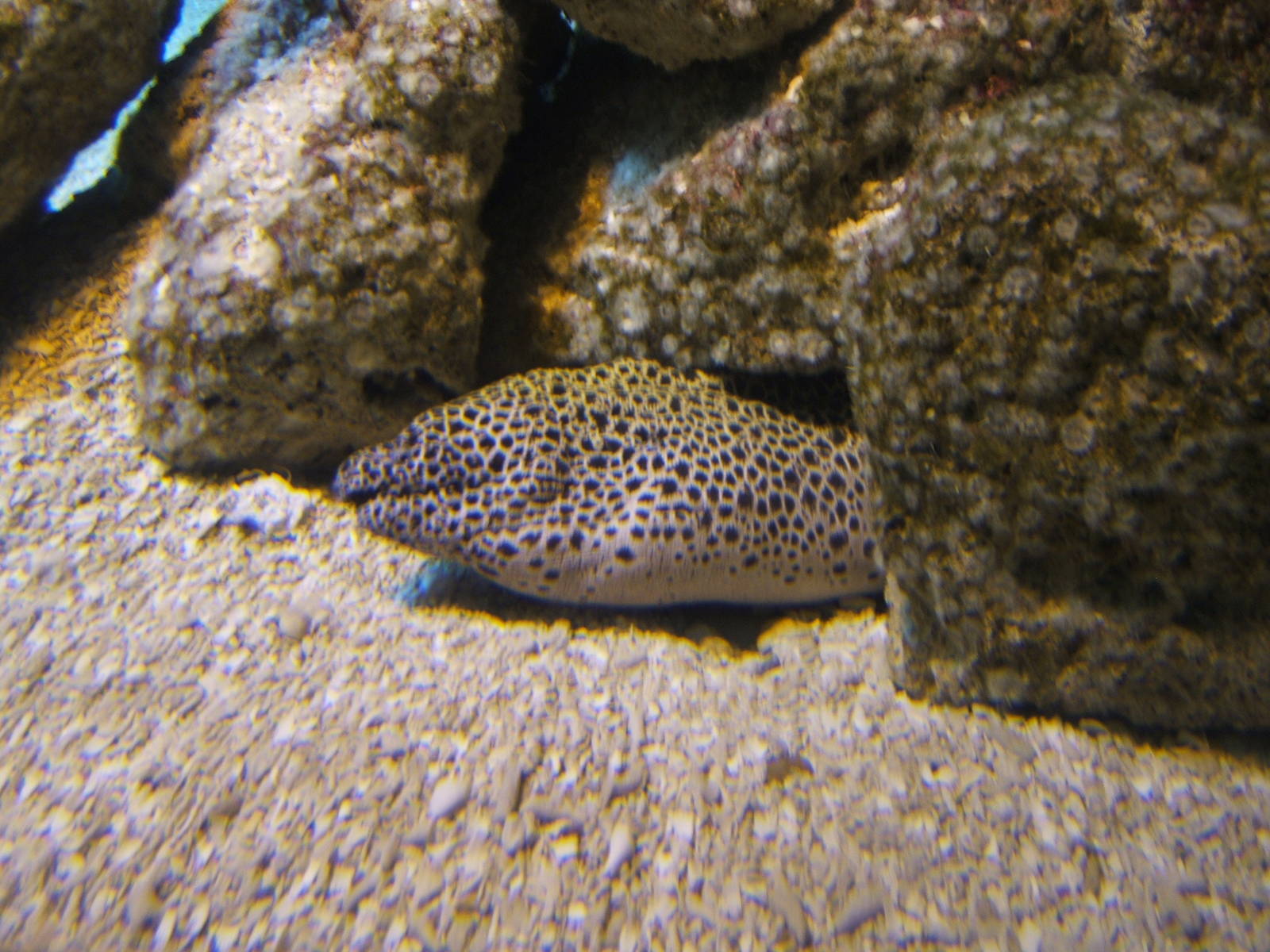 Leopard Moray Eel