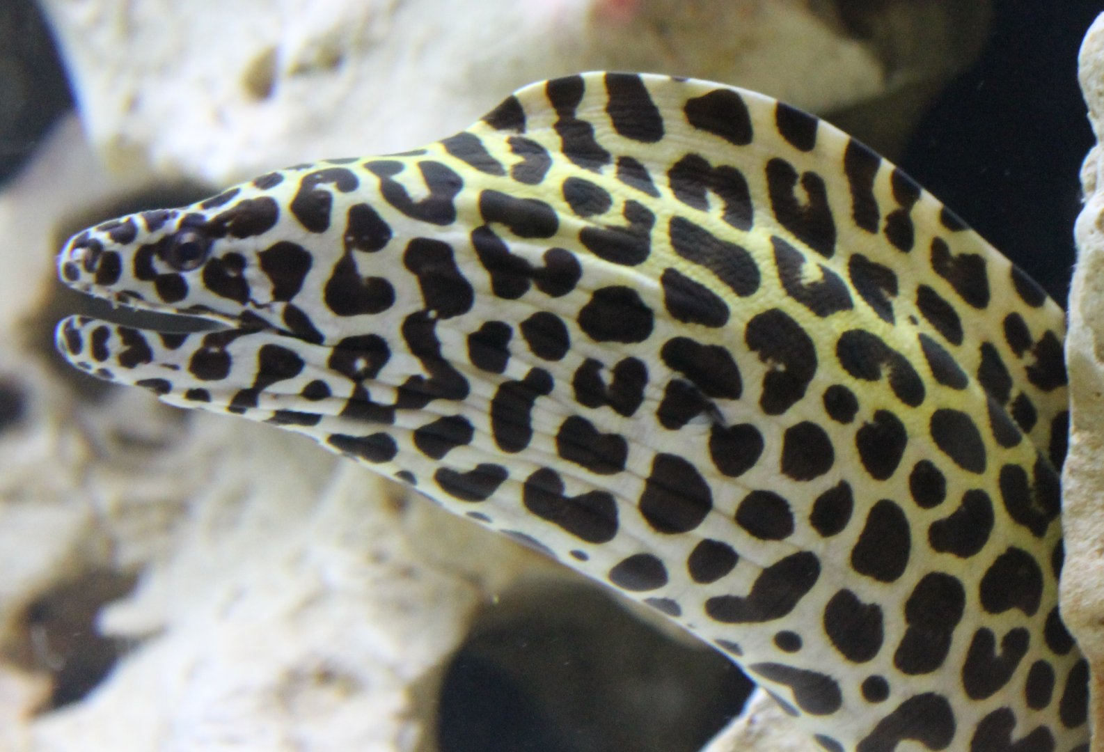 Leopard moray eel