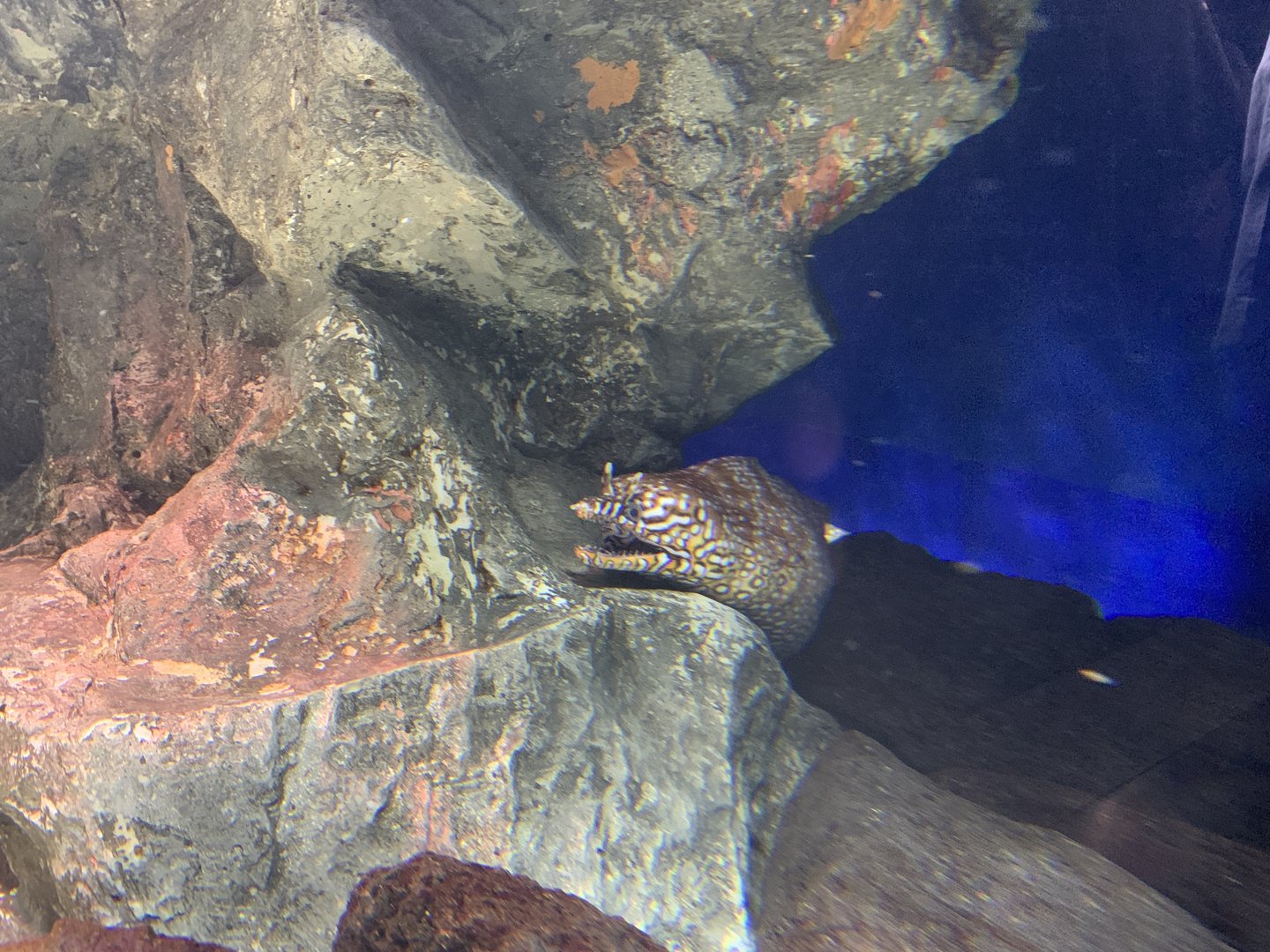 Leopard Moray Eel