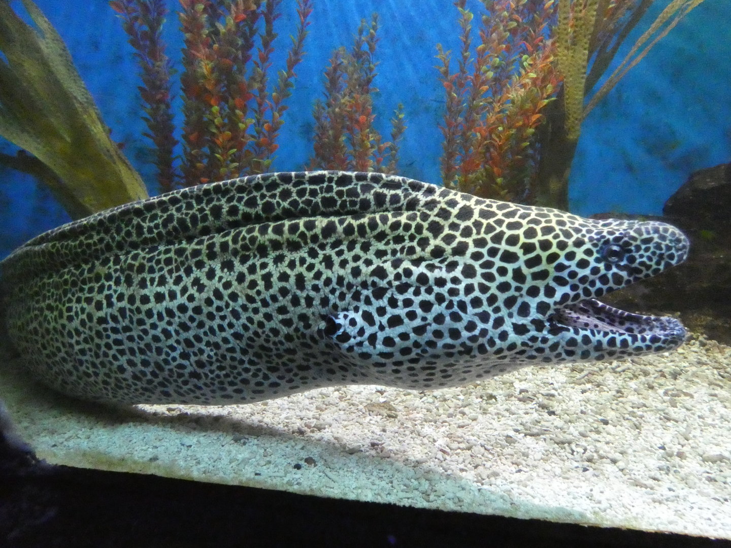 Leopard moray eel
