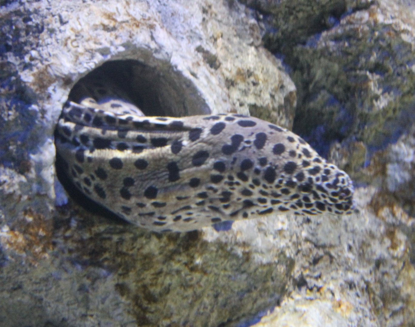 Leopard morey-eel