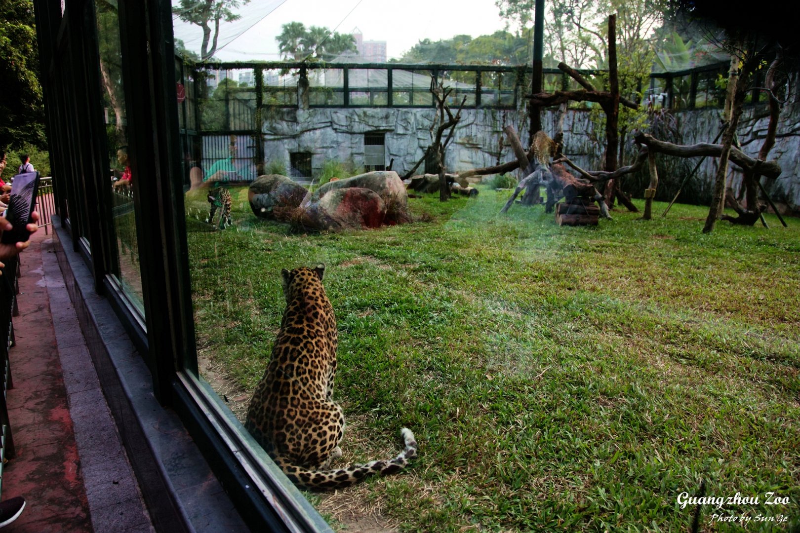 Leopard new exhibit