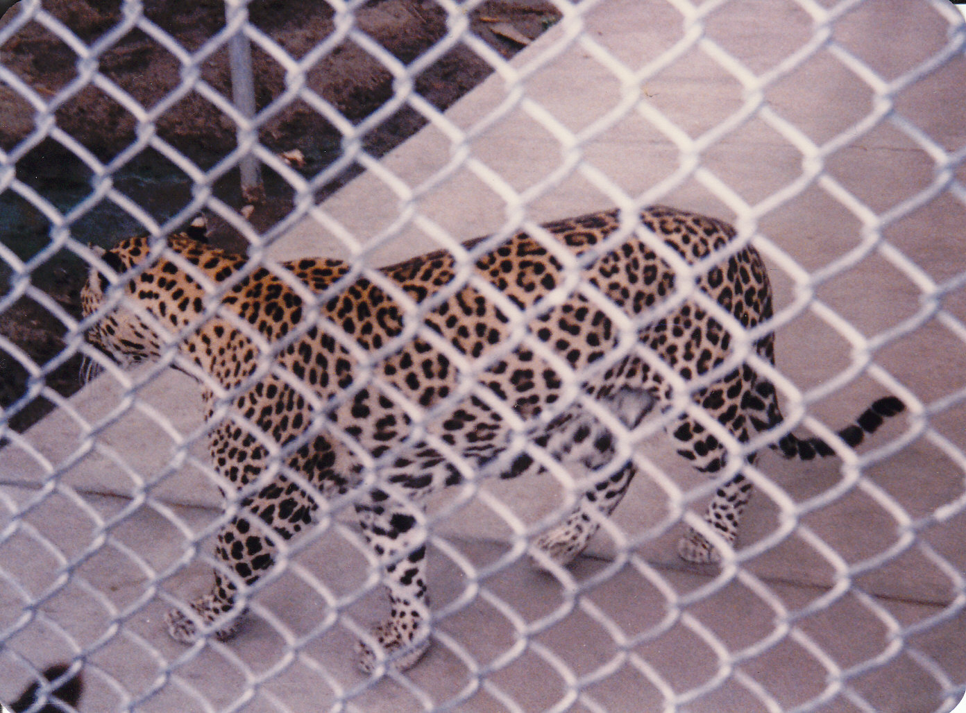 leopard, North Brighton Zoo, Christchurch
