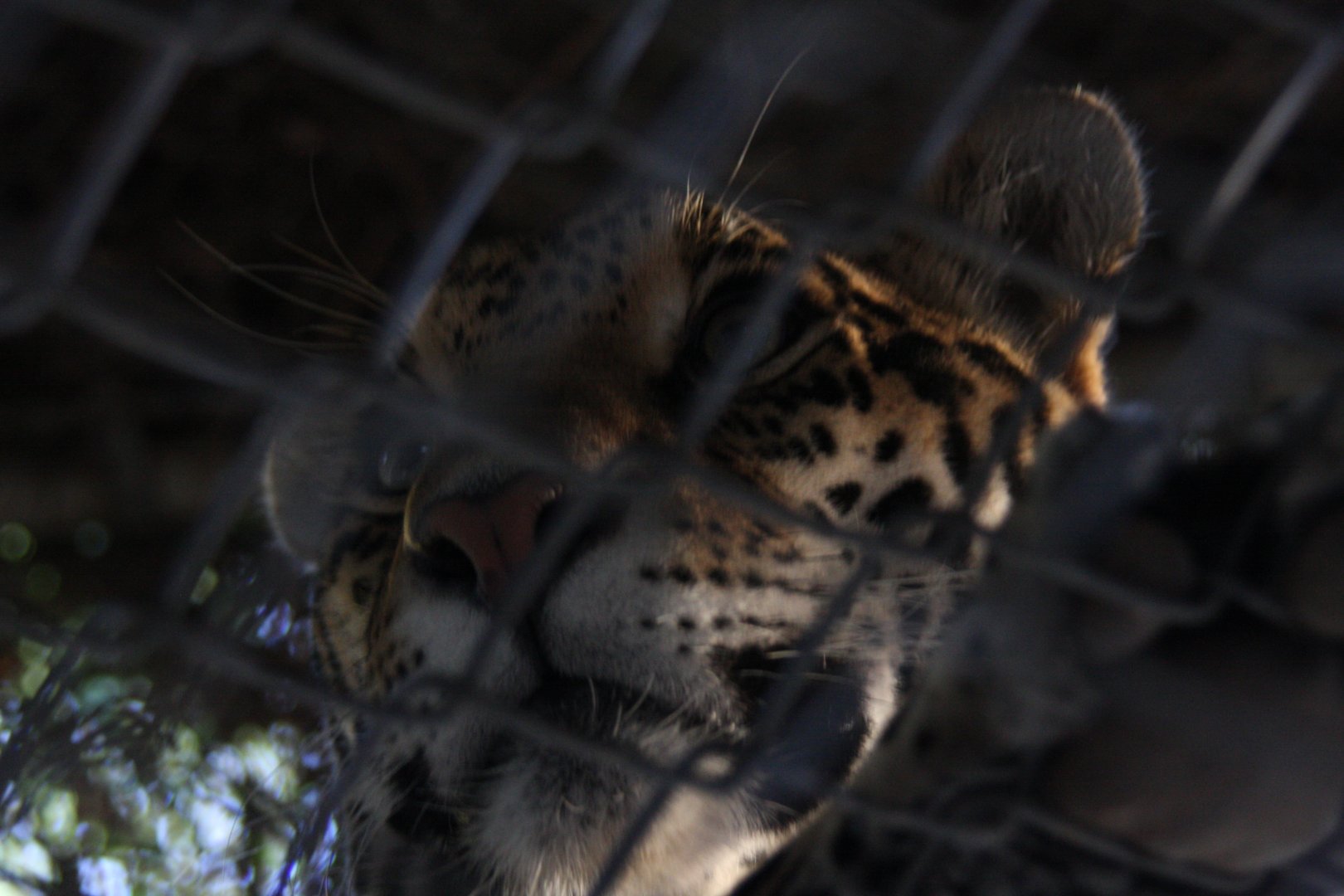 leopard or jaguar, can't tell haha 2010