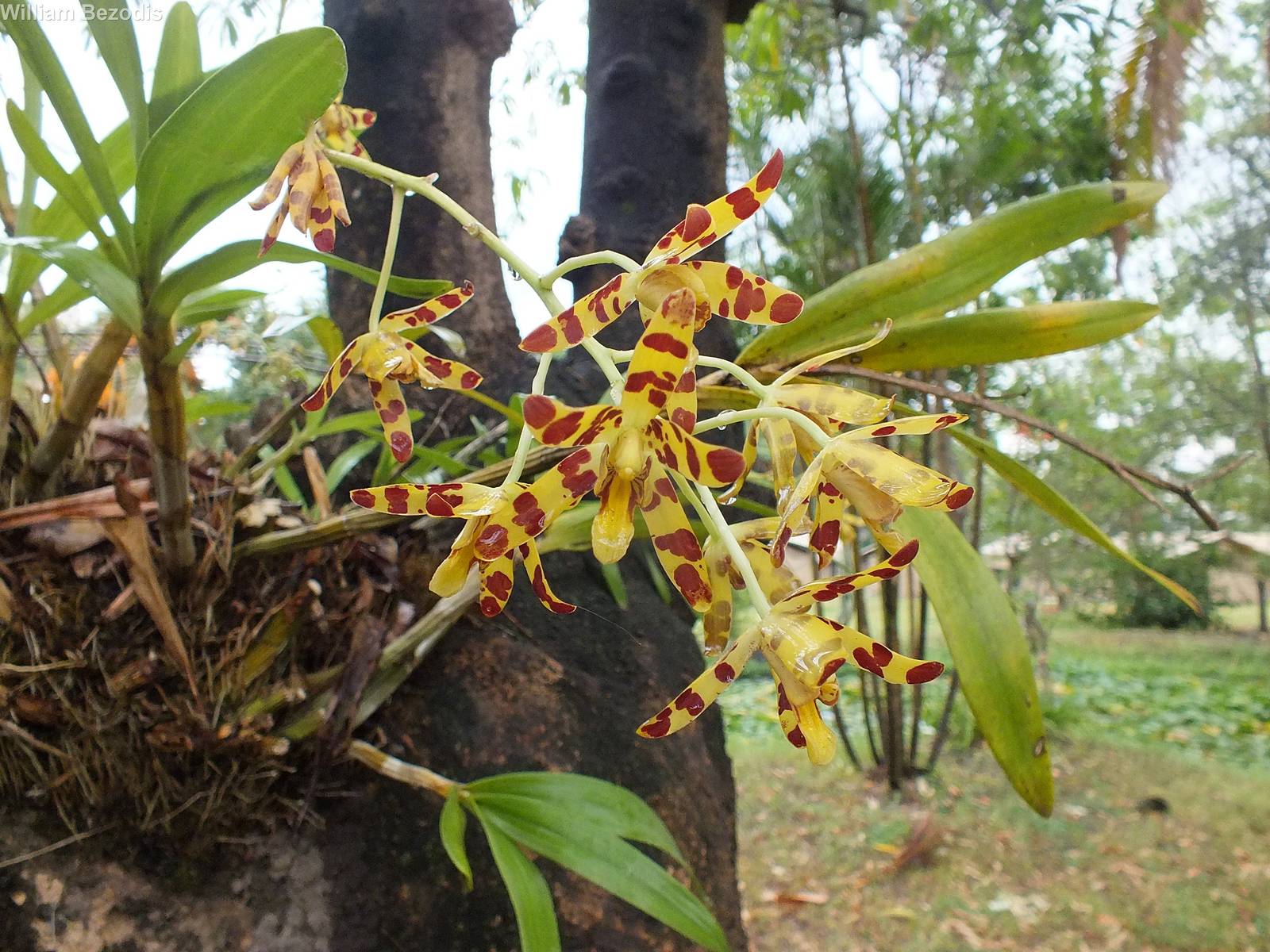 Leopard Orchid
