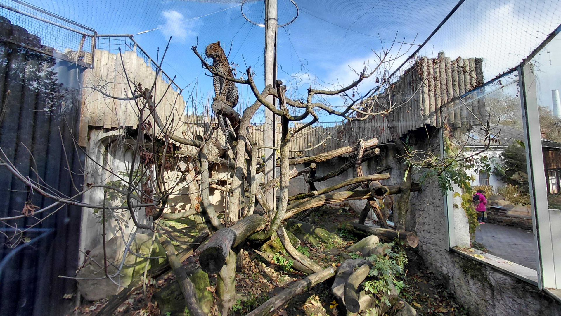 Leopard outdoor exhibit