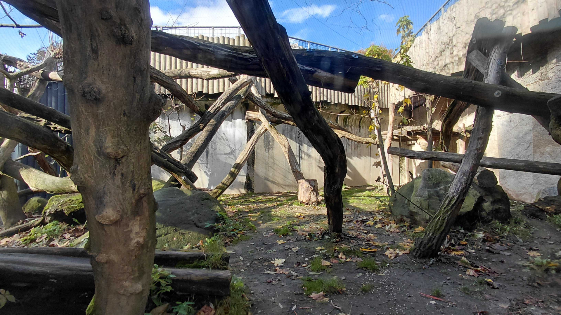 Leopard outdoor exhibit
