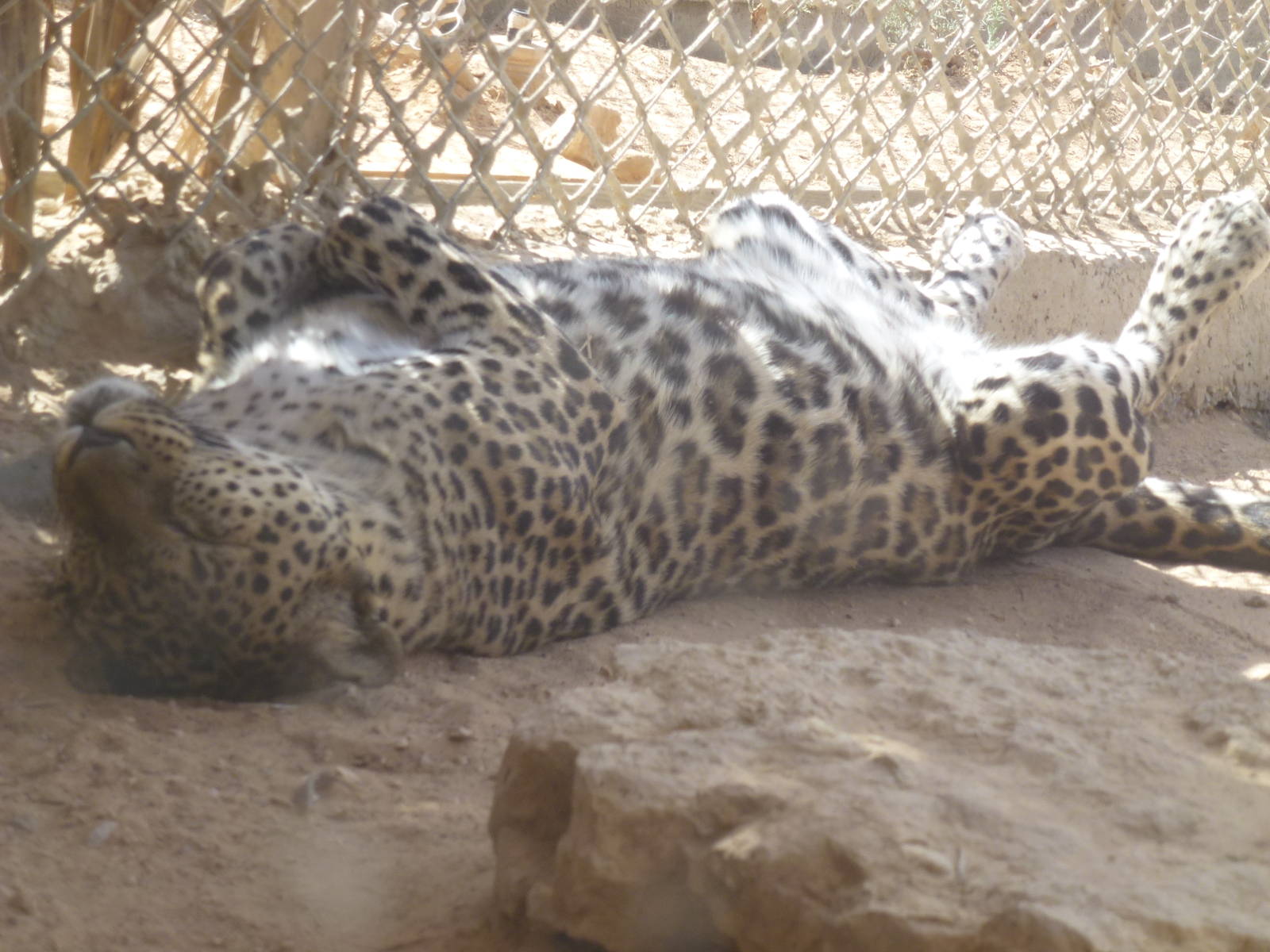 Leopard - Panthera pardus 23.4.13