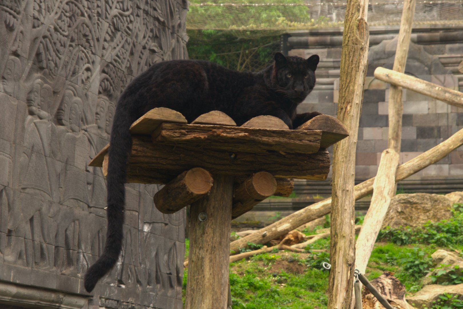 Leopard (Panthera pardus), 25-04-25