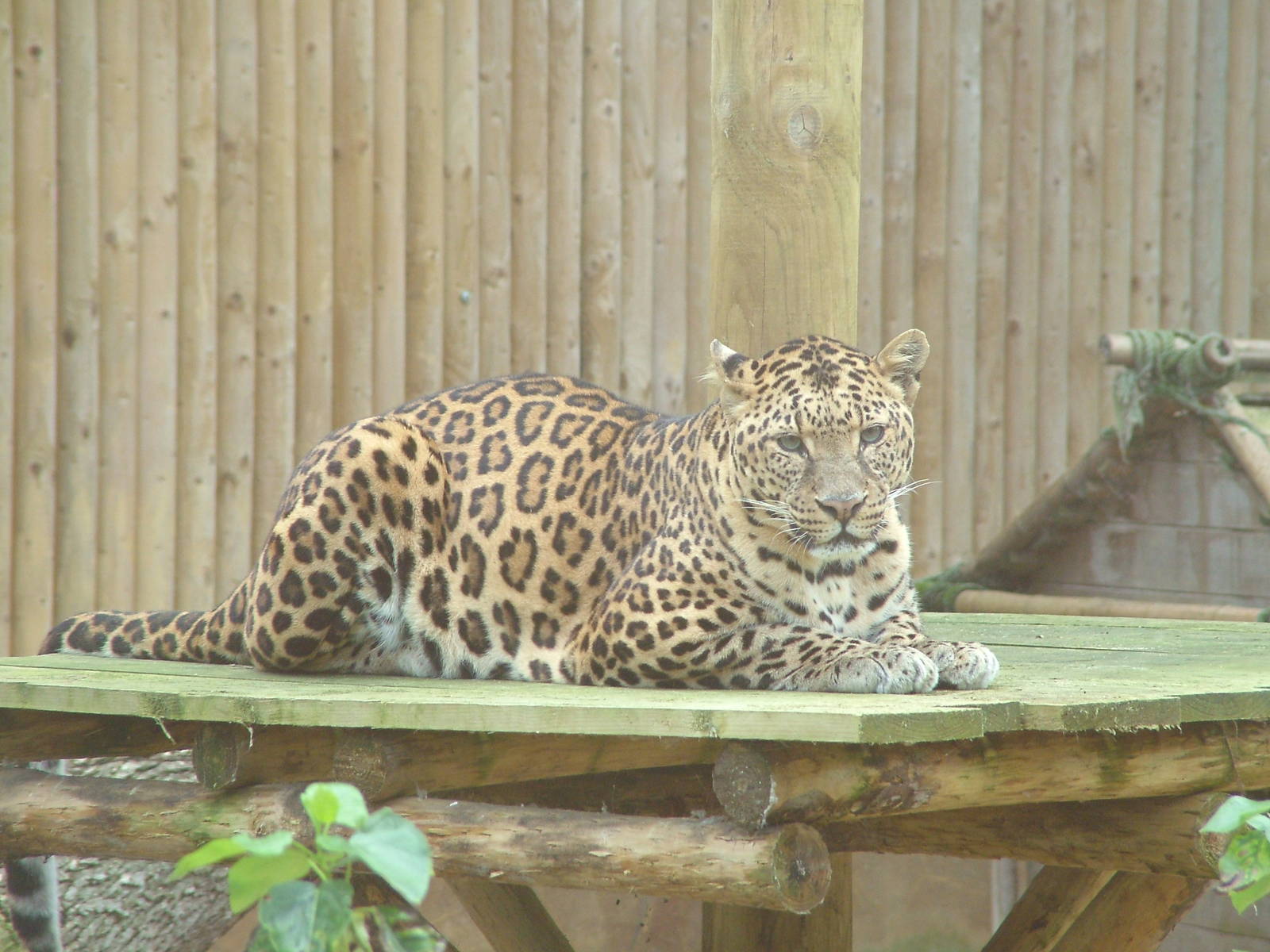 Leopard (Panthera pardus) at West Midland Safari Park