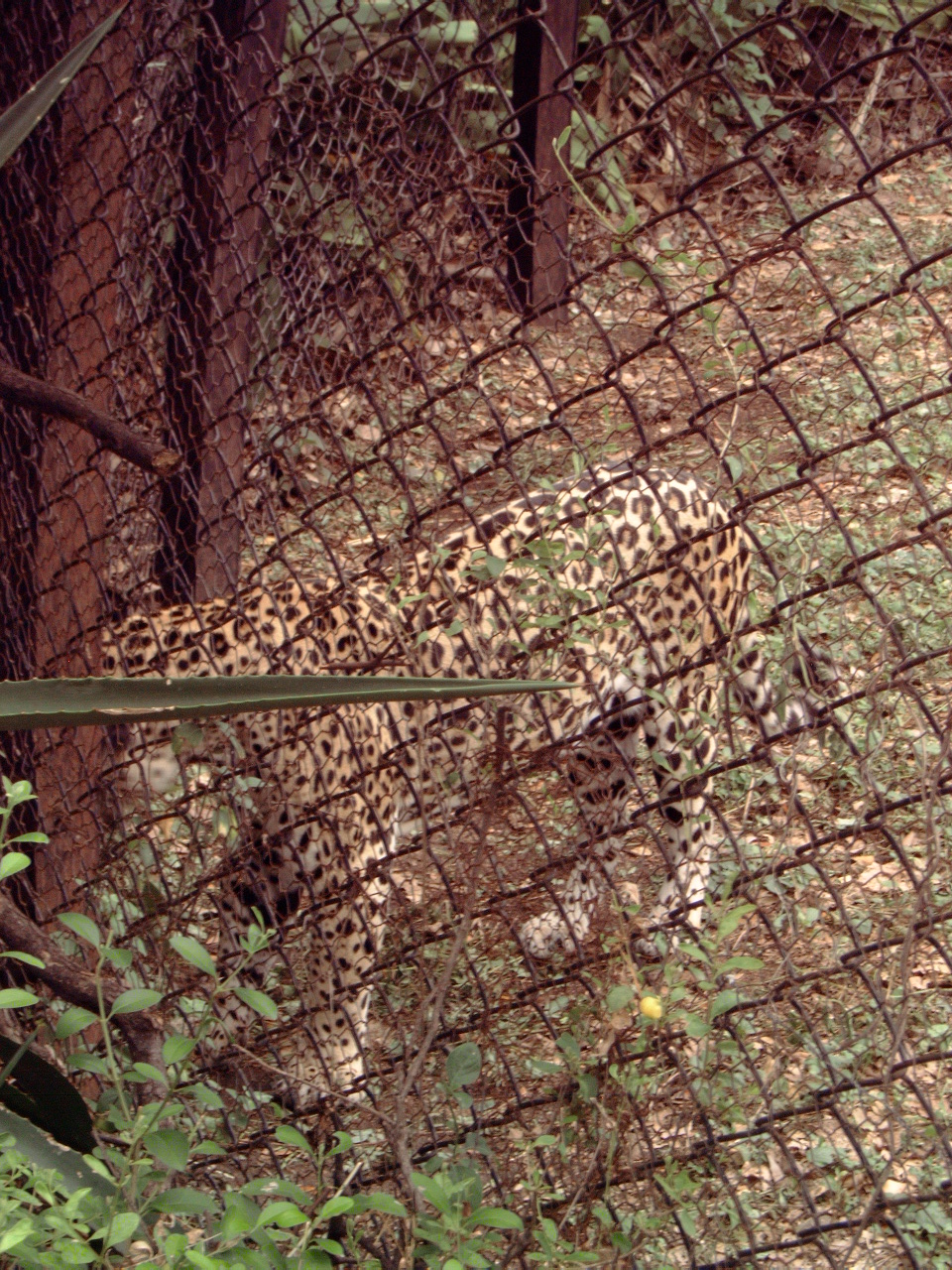 Leopard (Panthera pardus fusca)