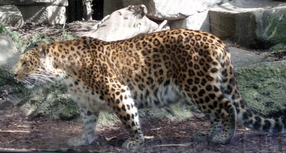 Leopard (Panthera pardus ssp. japonica)