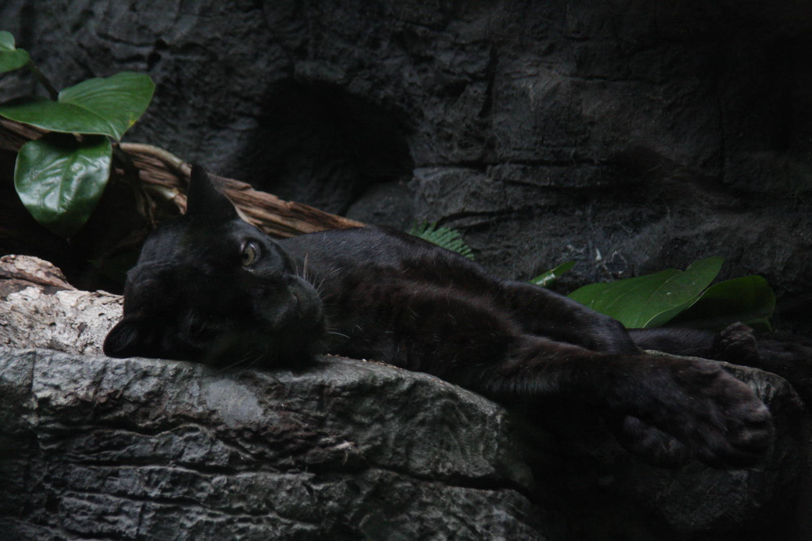 leopard (Panthera pardus)