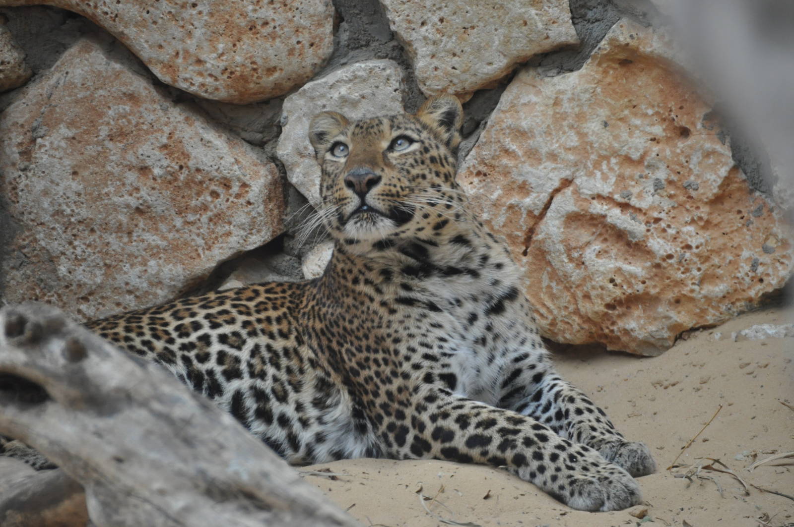 Leopard/ Panthera pardus