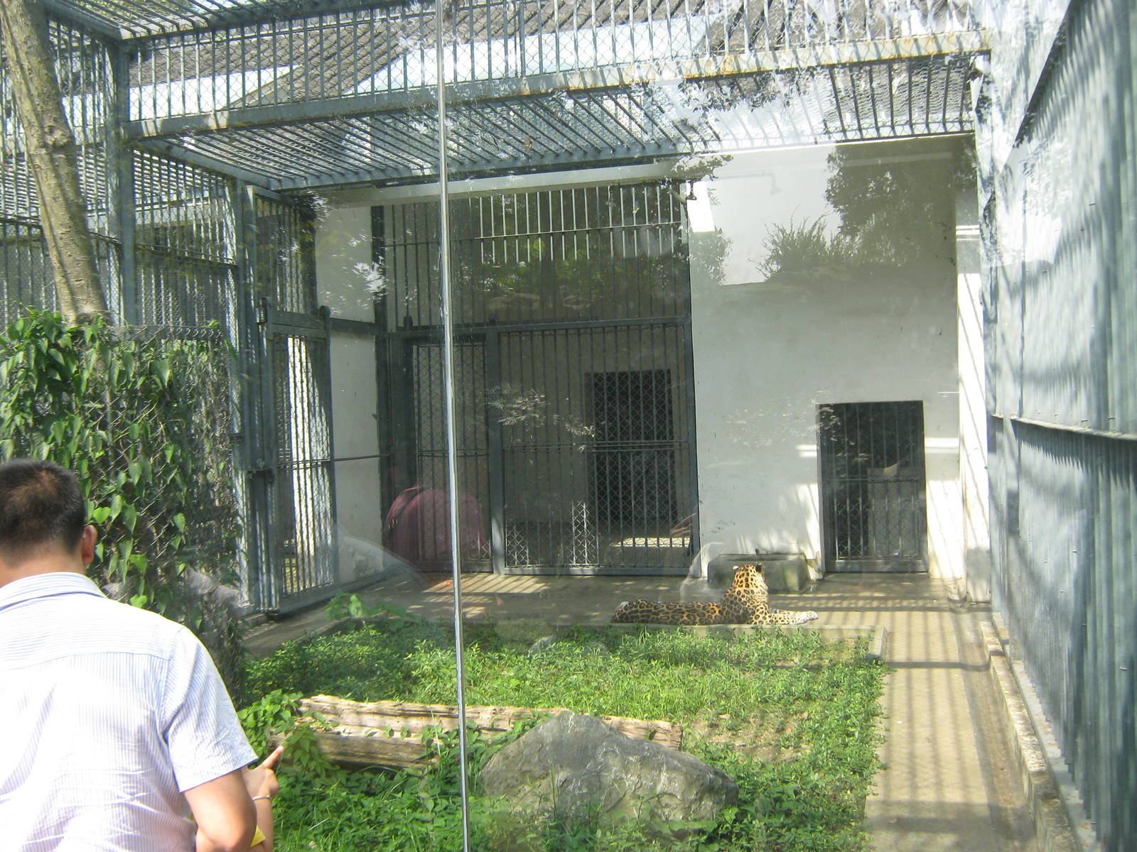 leopard (Panthera pardus)