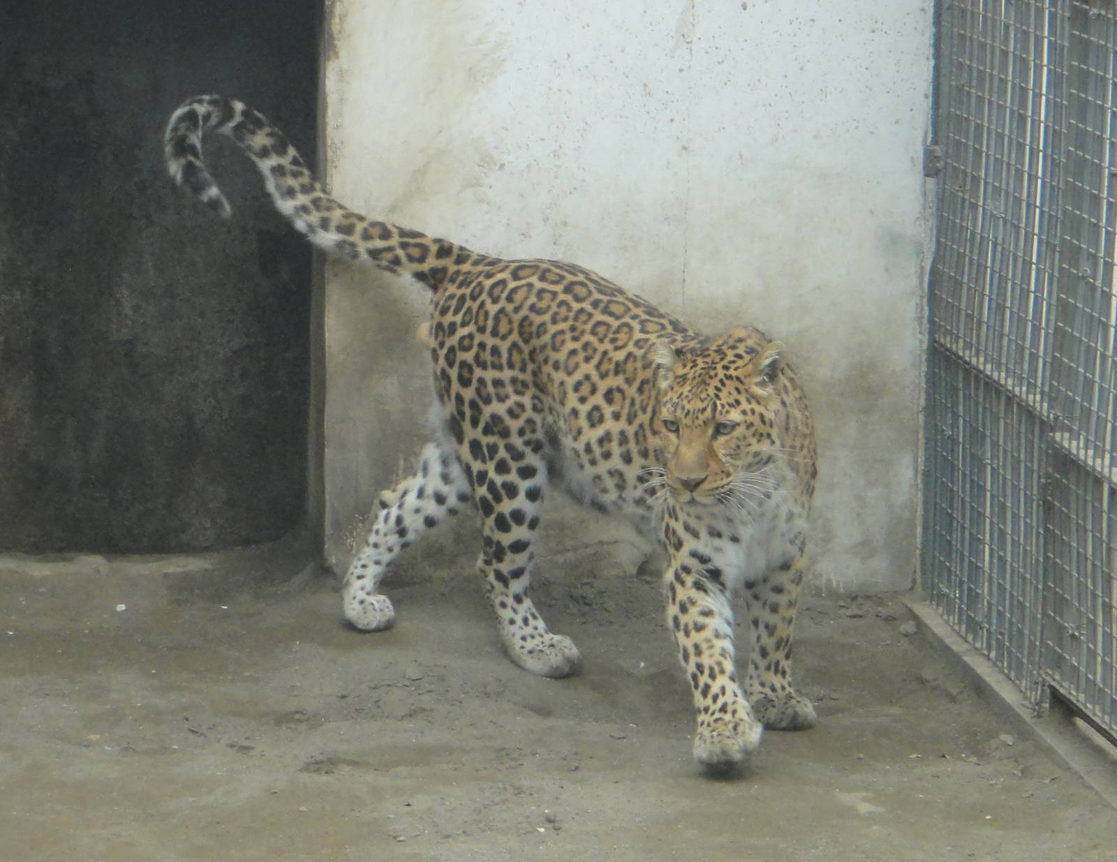 Leopard (Panthera pardus)