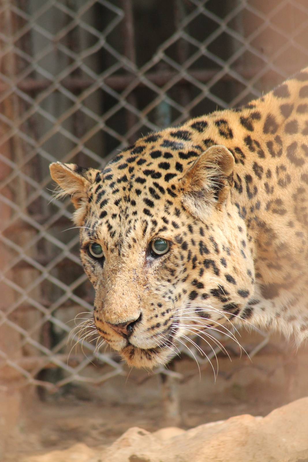 Leopard (Panthera pardus)