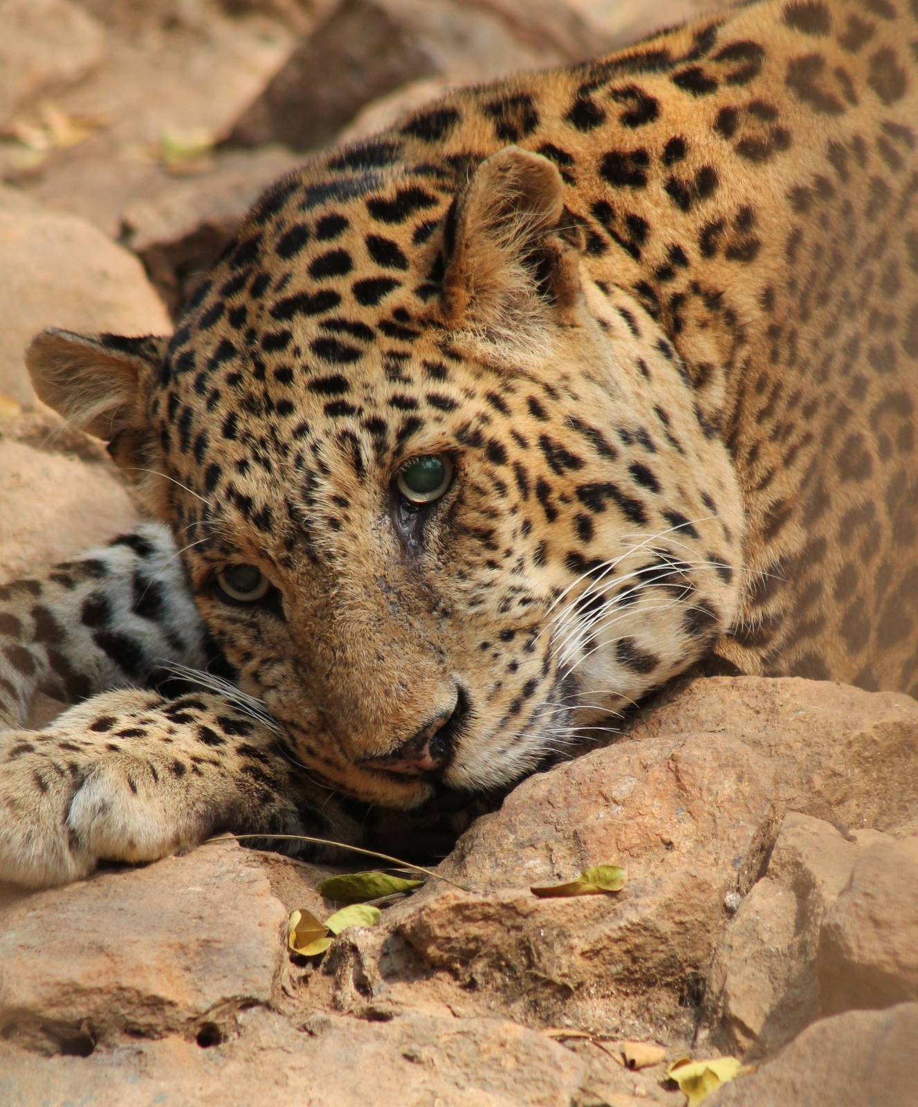Leopard (Panthera pardus)