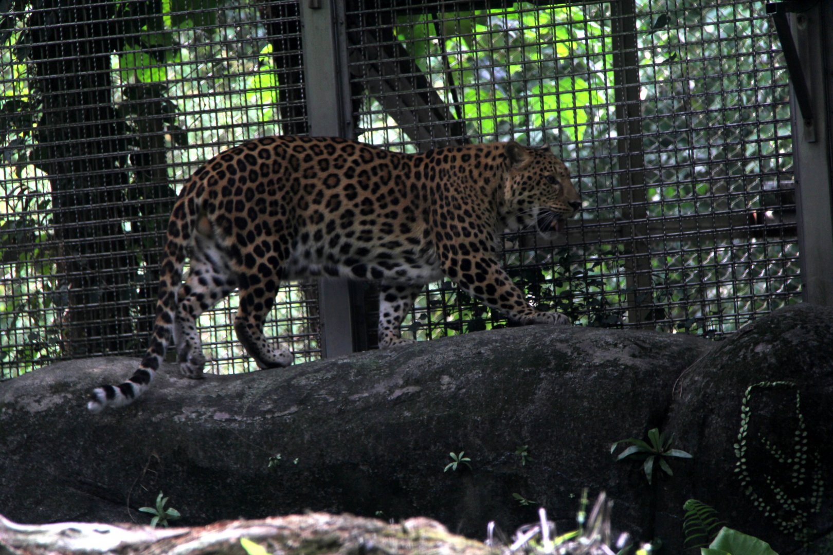 leopard (Panthera pardus)