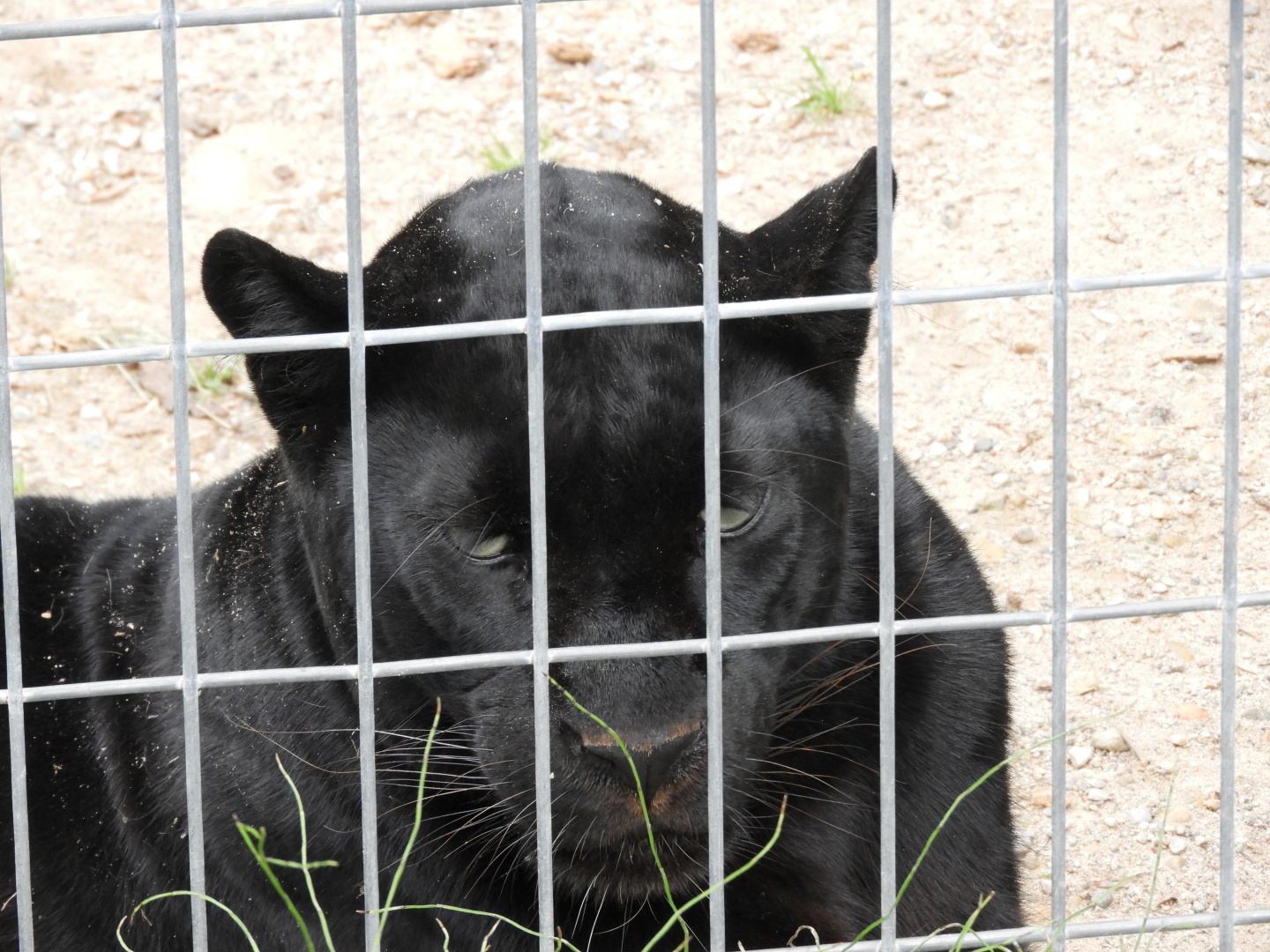 Leopard (Panthera pardus)