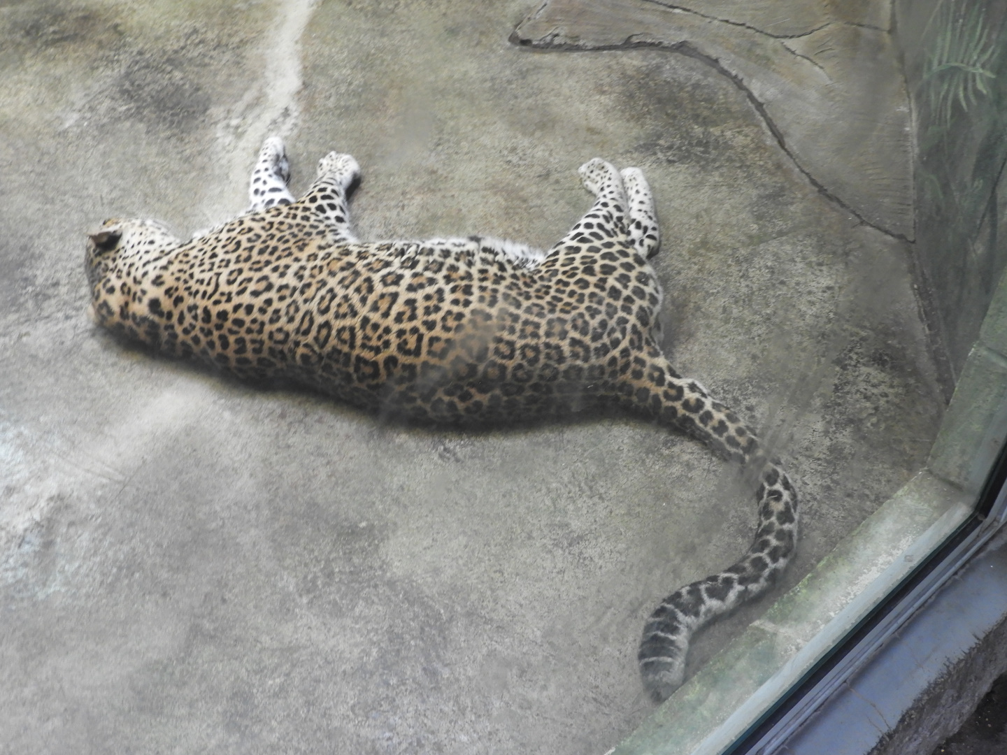 Leopard (Panthera pardus)