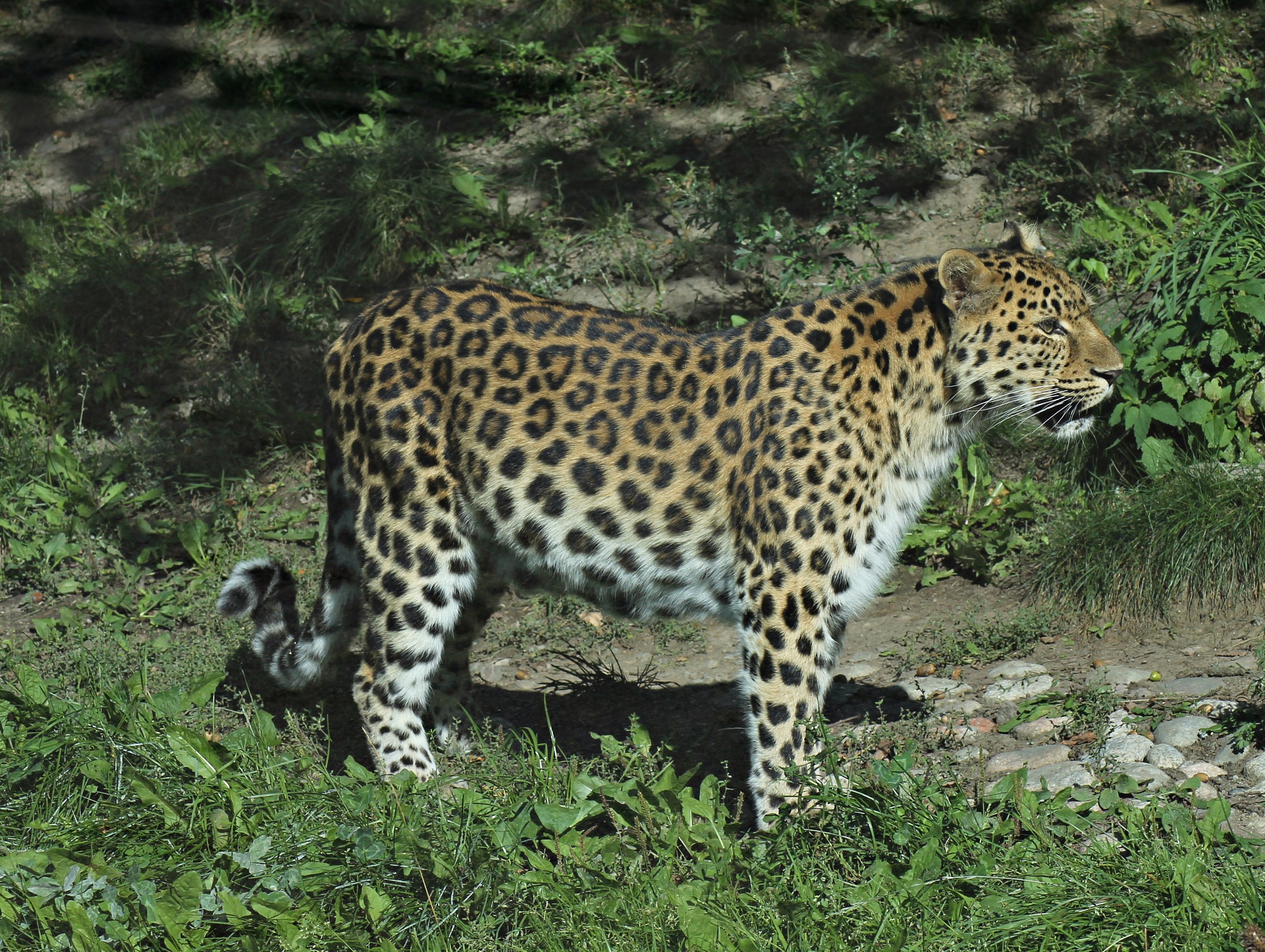 Leopard (Panthera pardus)