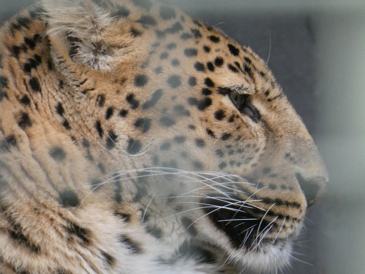 leopard (Panthera pardus)