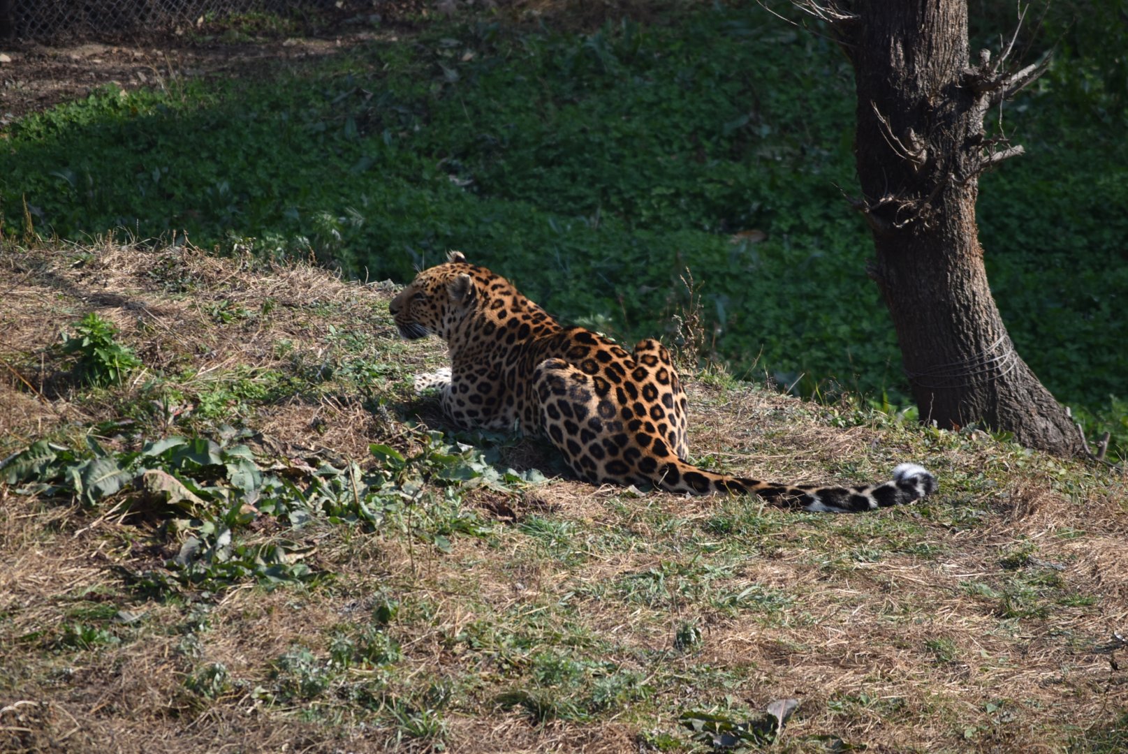 leopard (Panthera pardus)