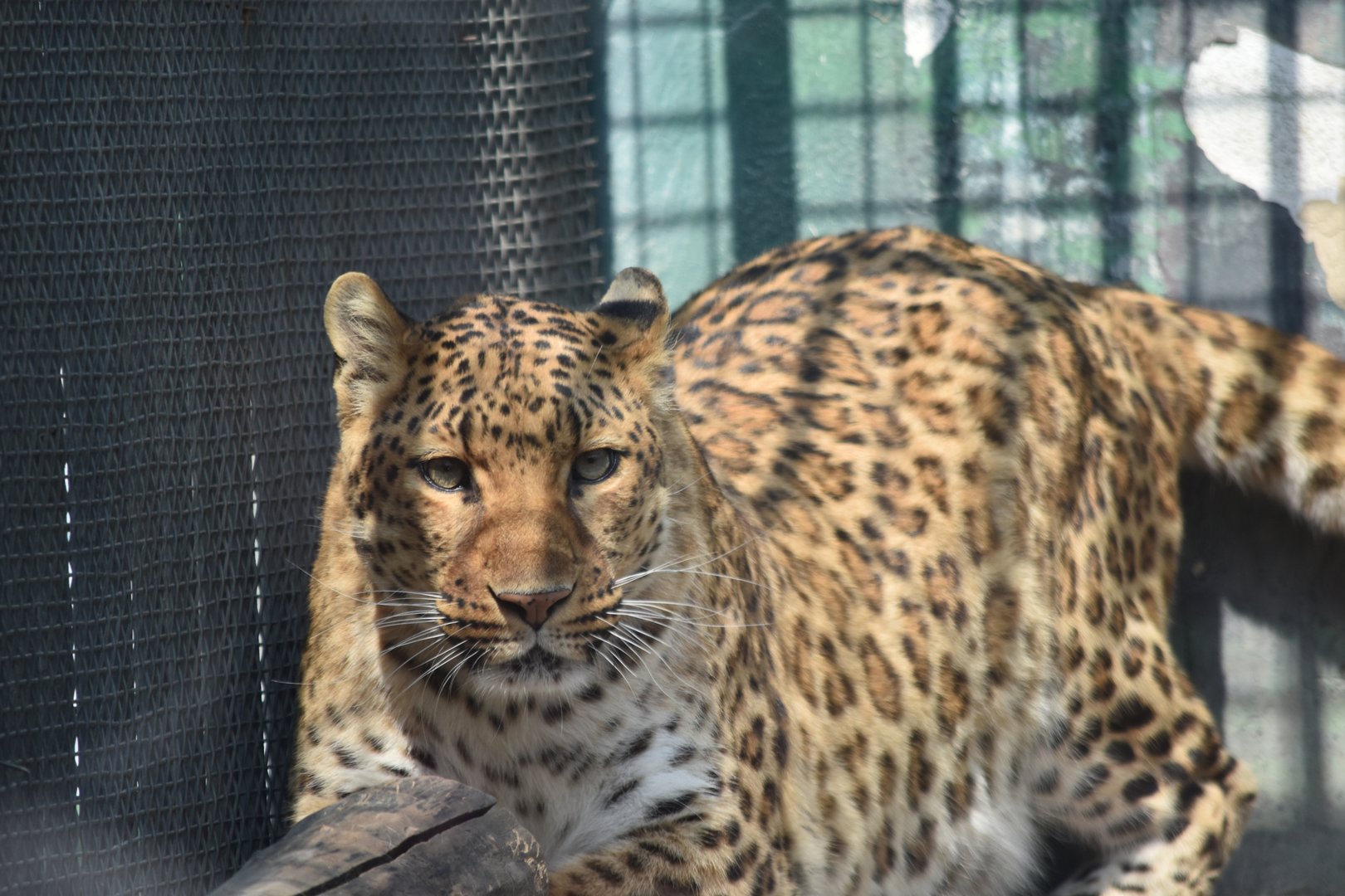 leopard (Panthera pardus)