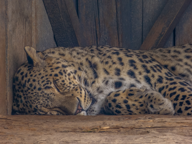 Leopard (Panthera pardus)