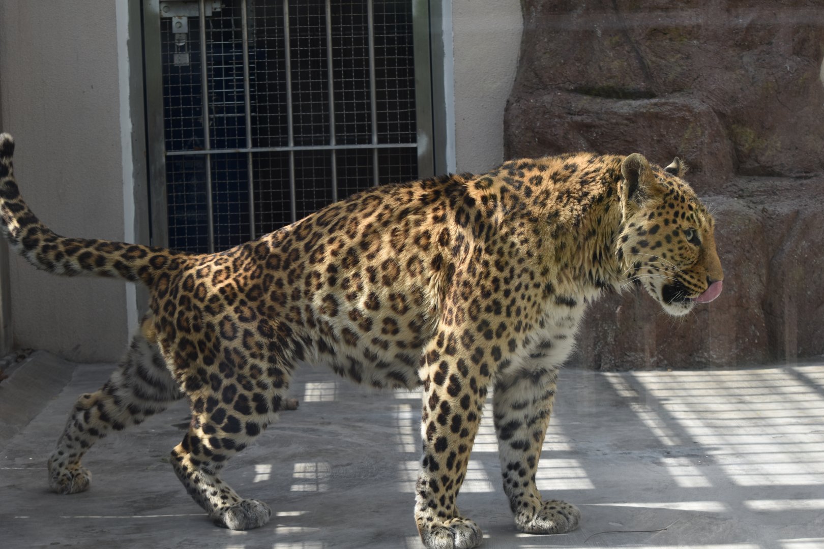 leopard (Panthera pardus)