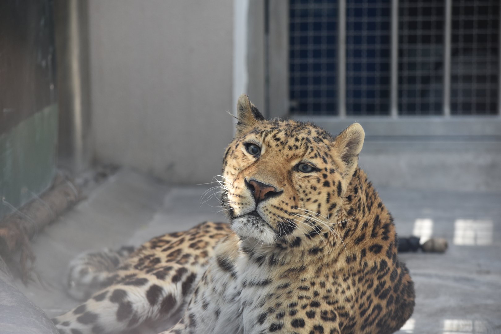 leopard (Panthera pardus)