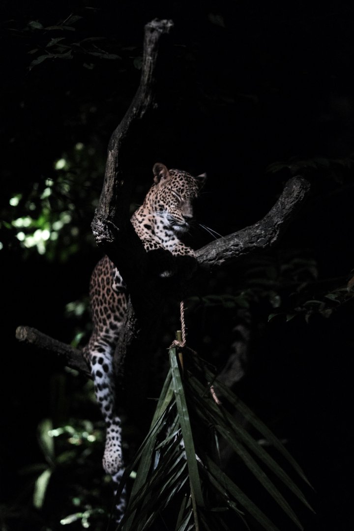 Leopard (Panthera pardus)