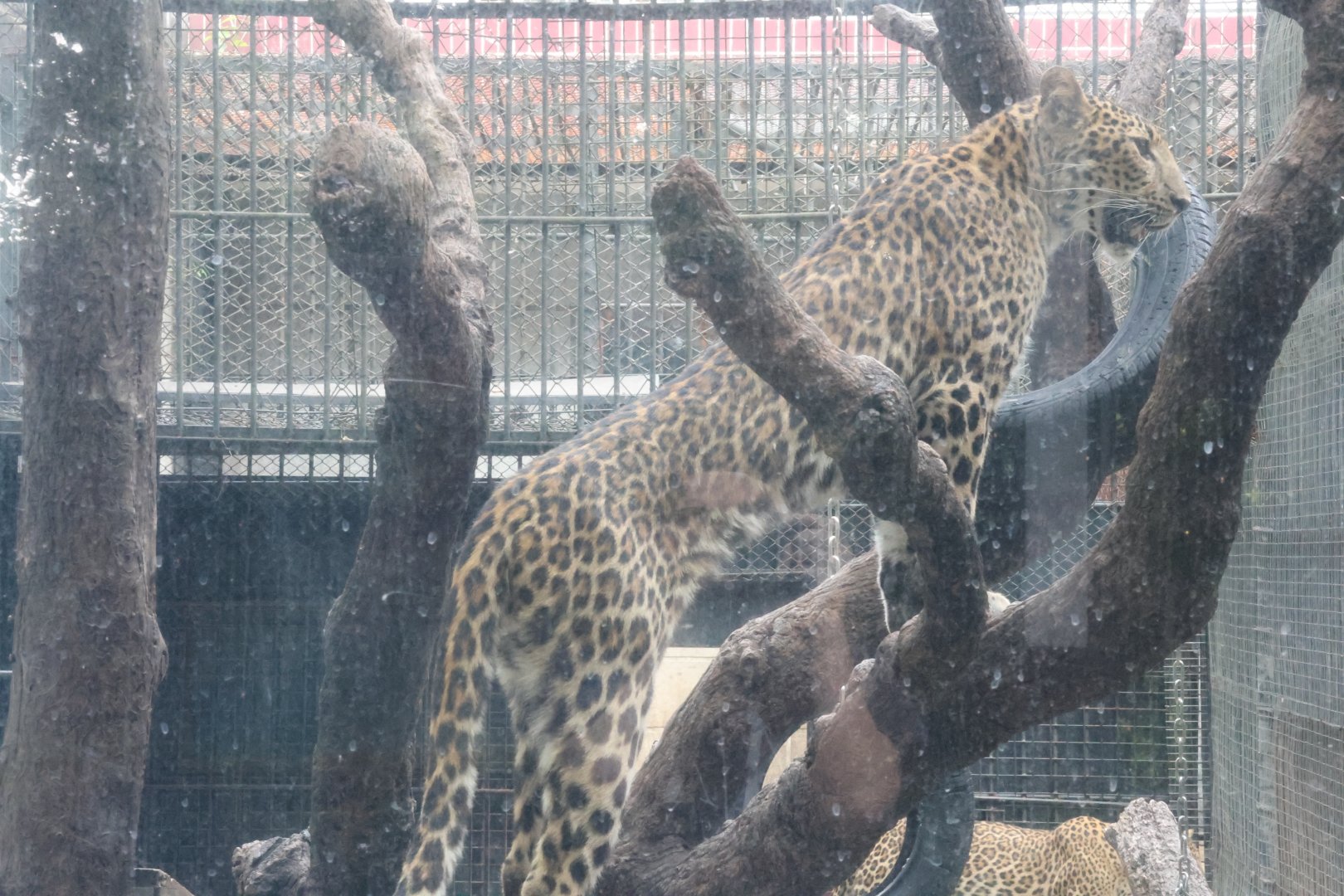 Leopard (Panthera pardus)