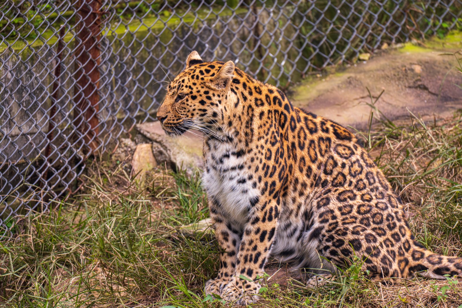leopard (Panthera pardus)