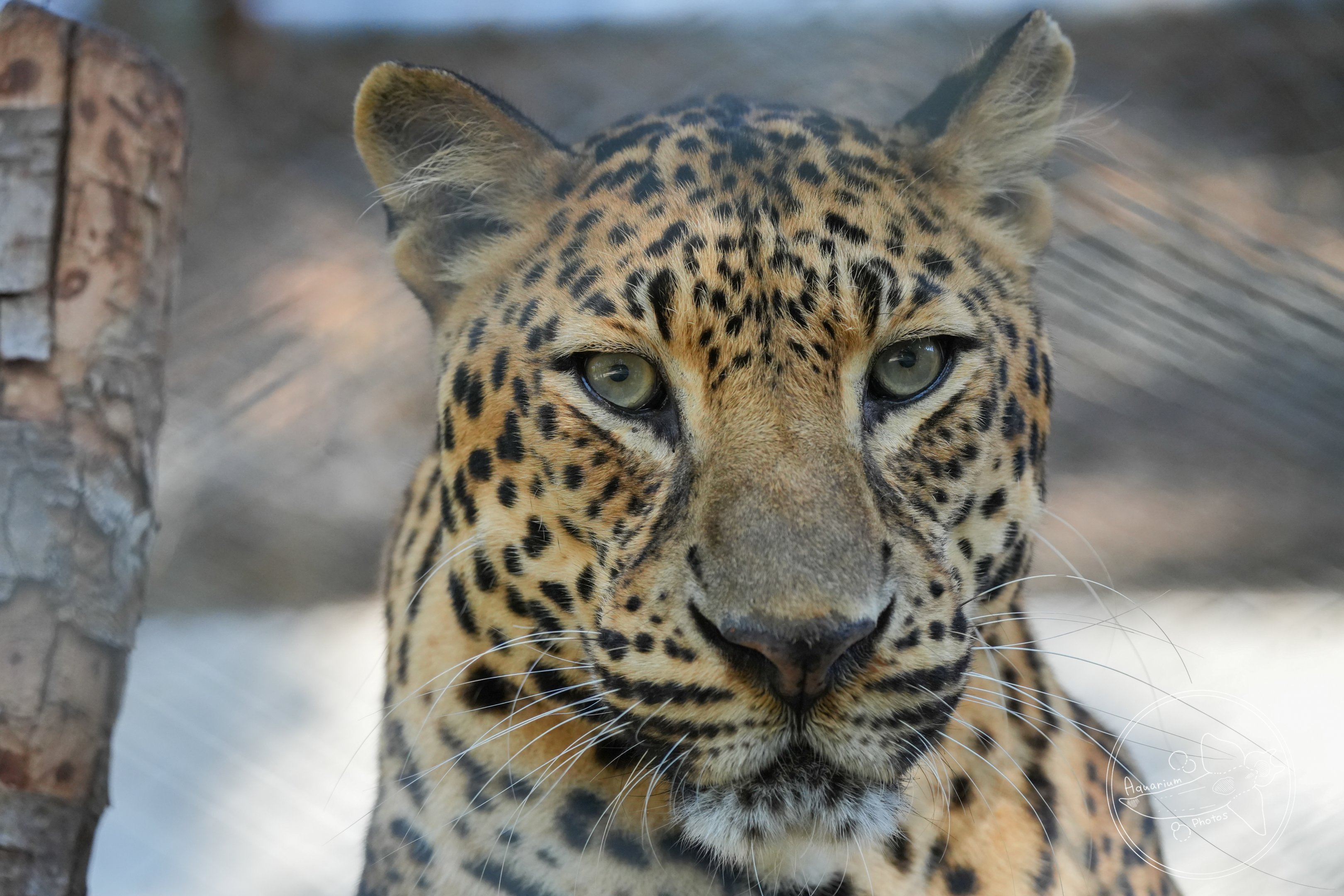 Leopard (Panthera pardus)