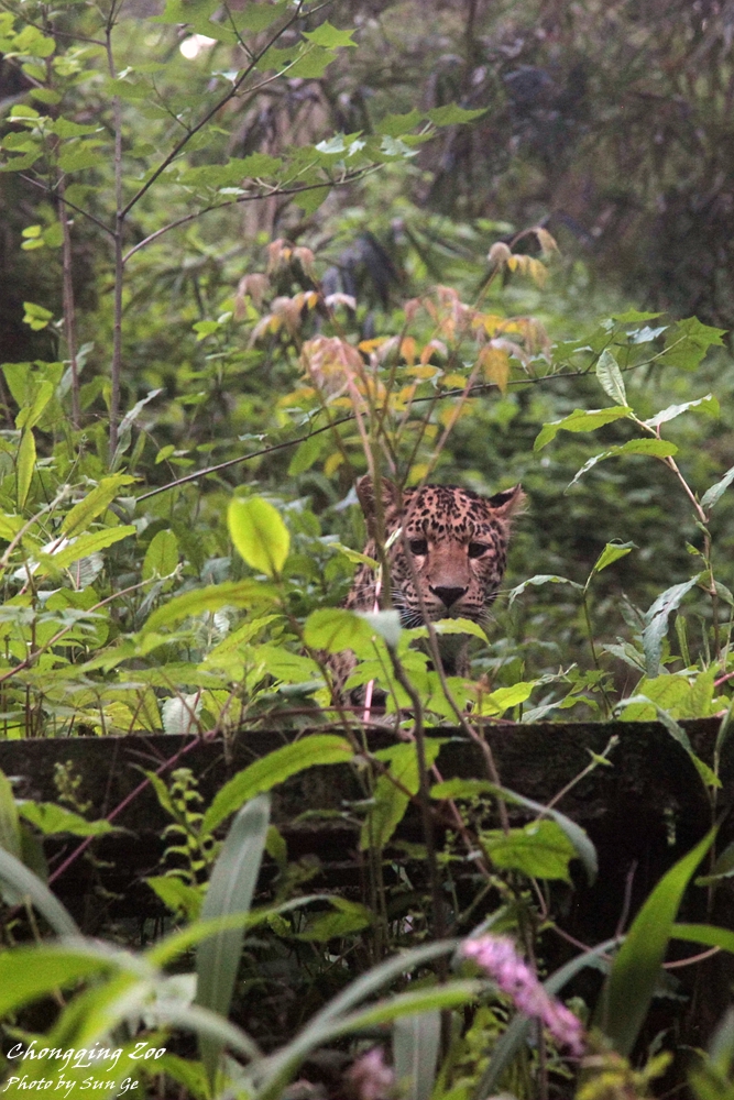 Leopard peeps from the thickets