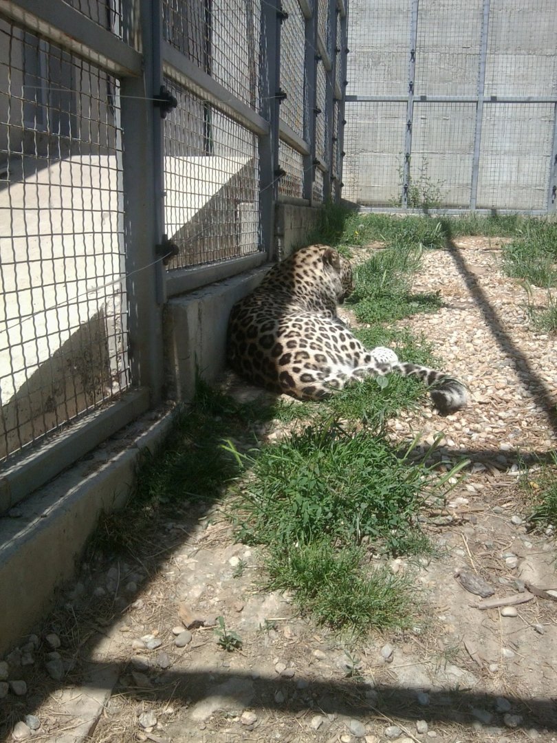 Leopard, Persian, African or hybrid