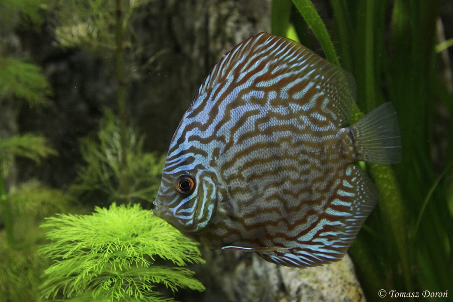 Leopard Pigeon Discus (Symphysodon aequifasciata) at Zamosc Zoo