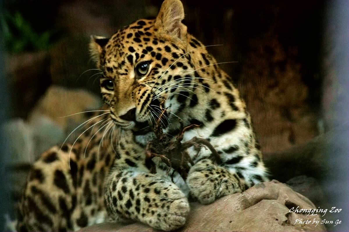 Leopard playing tree root