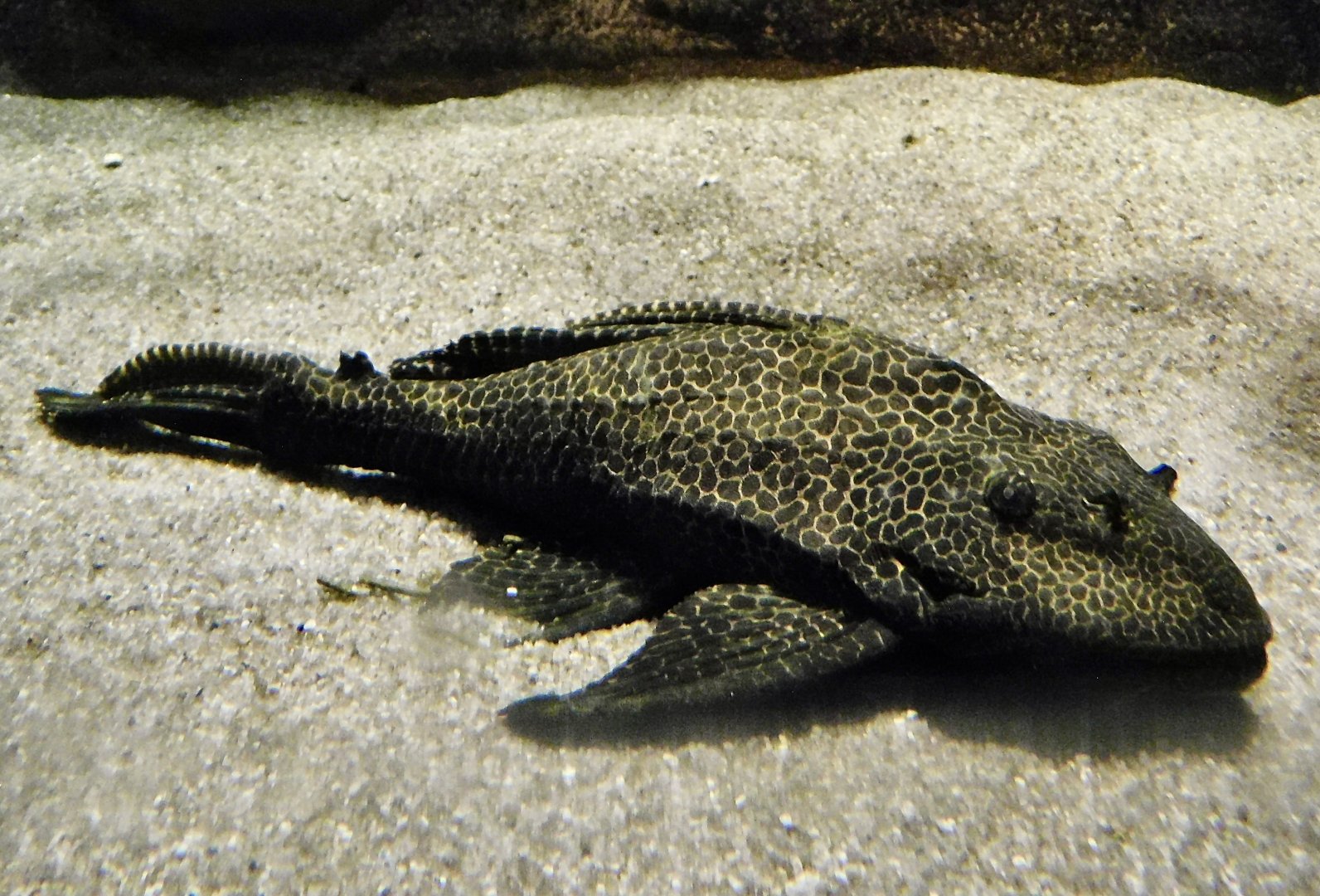 Leopard Pleco (Pterygoplichthys gibbiceps) - Kawasui Kawasaki Aquarium November 19, 2025