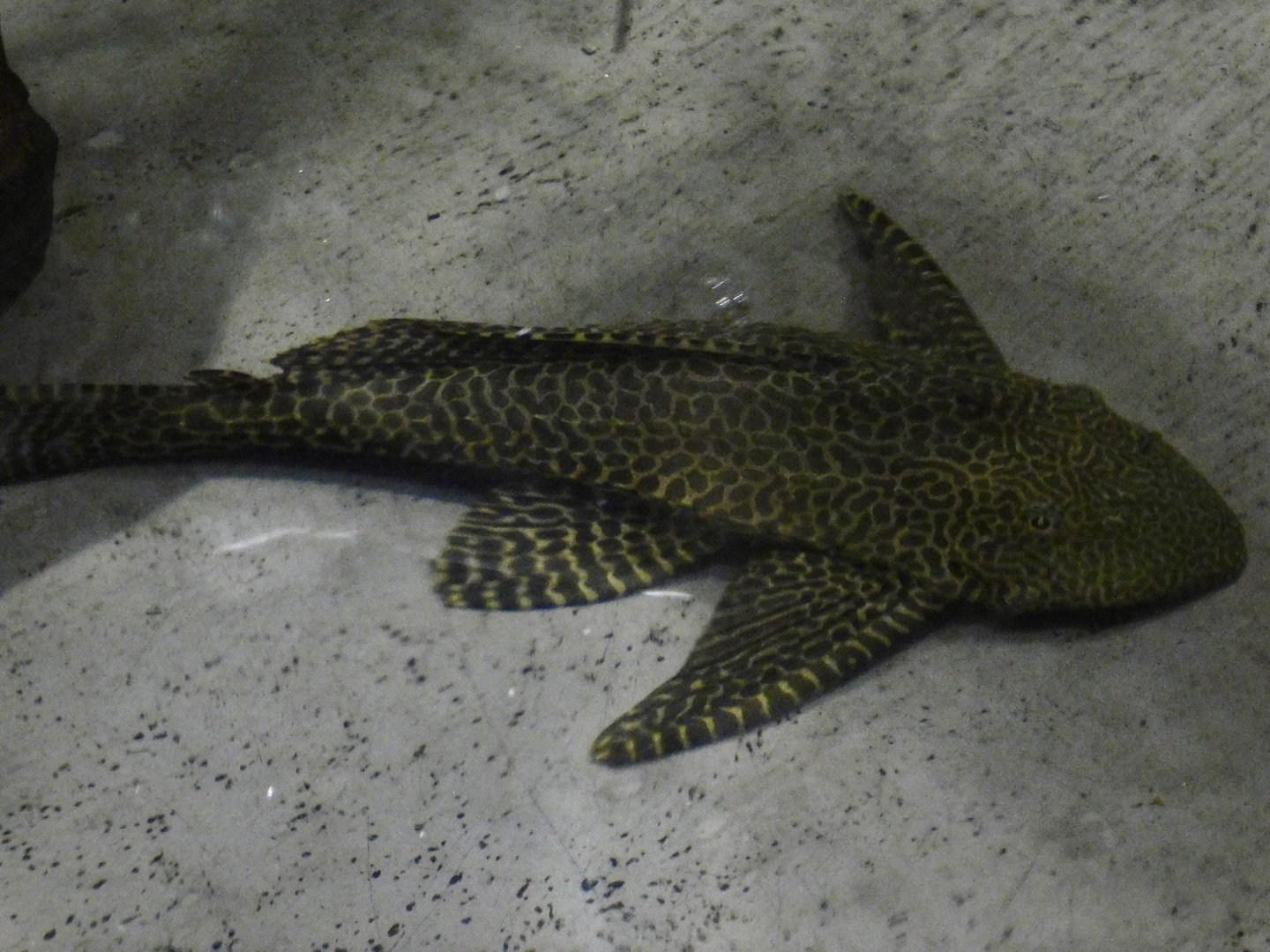 Leopard Pleco (Pterygoplichthys gibbiceps) Kawasui Kawasaki Aquarium September 18, 2025