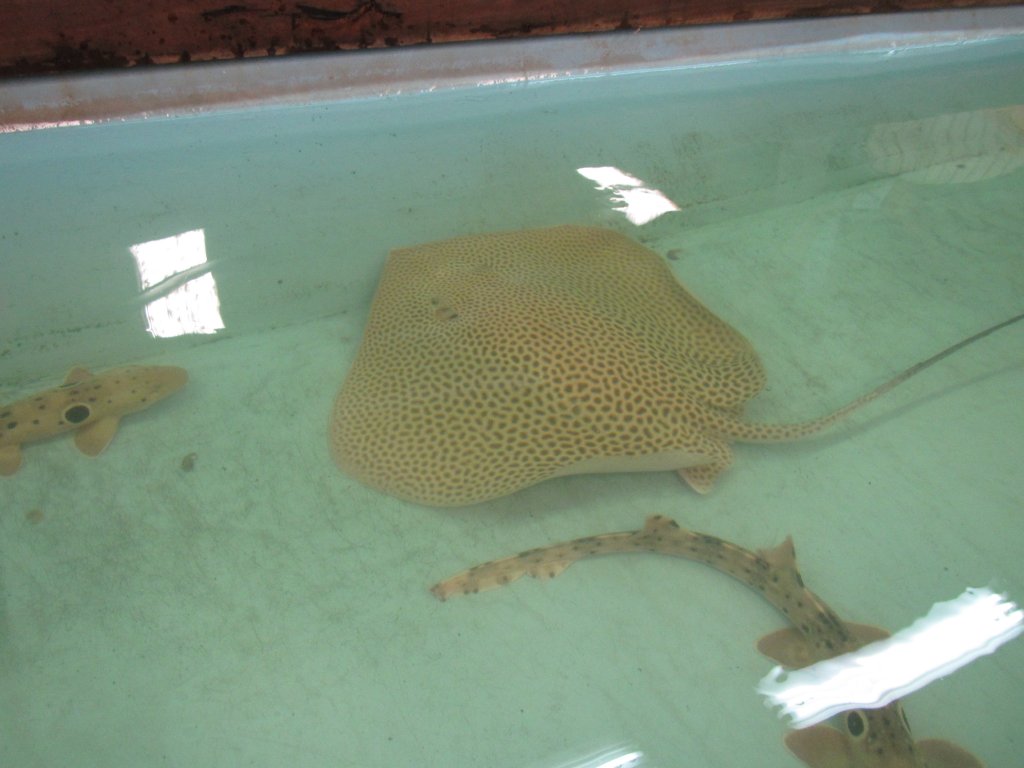 Leopard Ray
