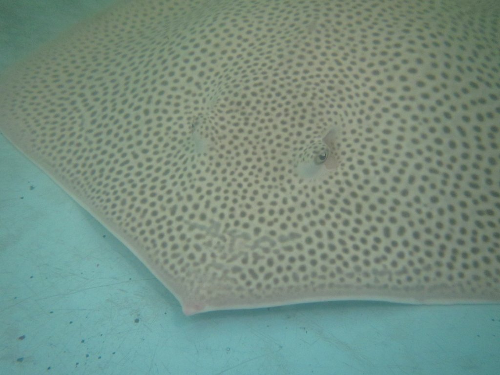 Leopard Ray