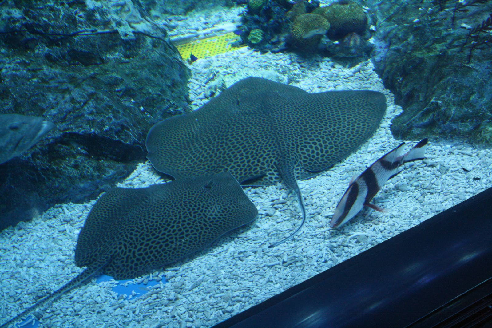 Leopard Rays