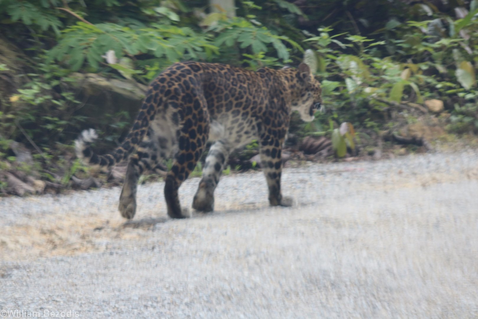 Leopard 'Record Shot' Through Windscreen - Kaeng Krachan National Park