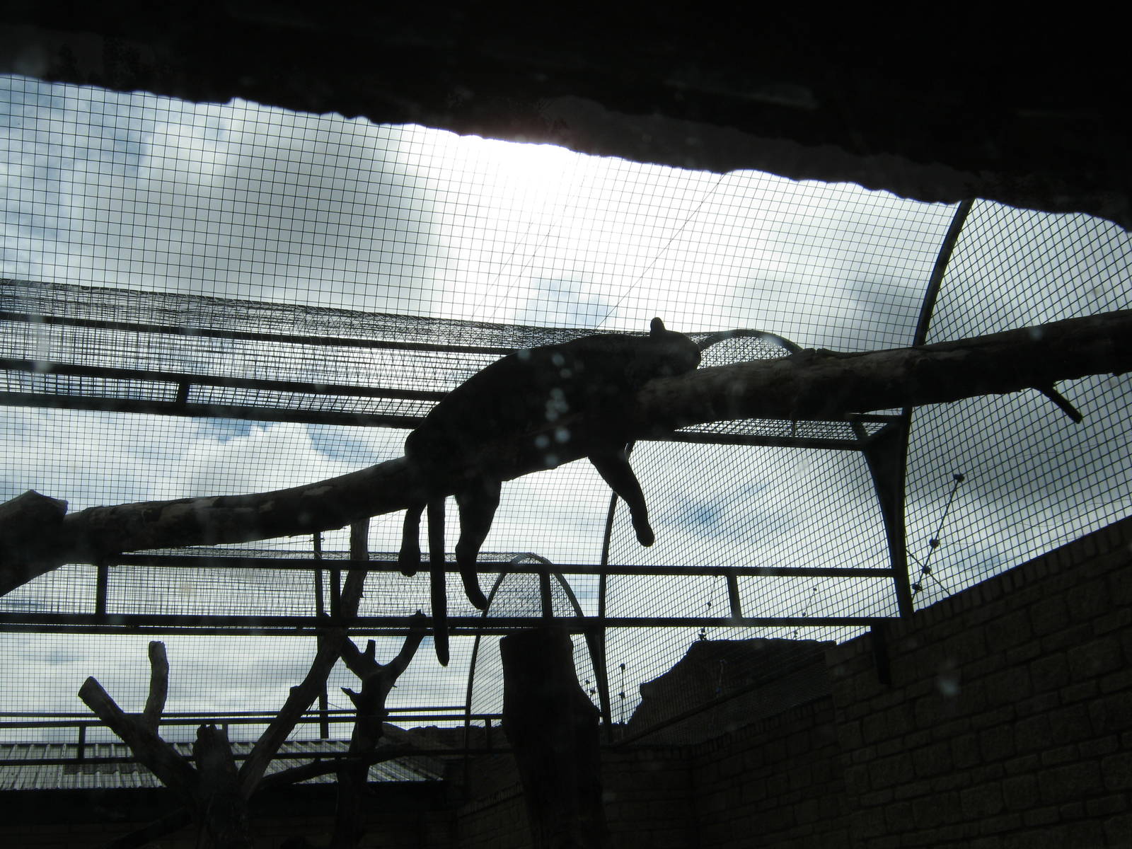 Leopard relaxing 2011.